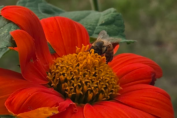 Free Seed Packets from the Friends of the Bees
